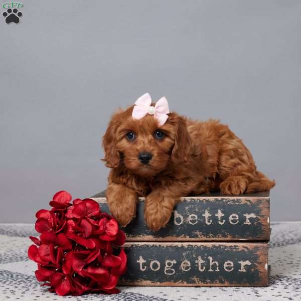 Snickers, Cavapoo Puppy